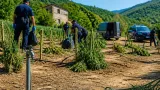 Vibo Valentia: scoperta e distrutta piantagione di cannabis a Nardodipace