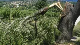 Violento nubifragio su Amandola: grandine e vento spezzano alberi, colpite le colture