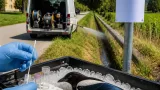 West Nile: virus rintracciato nella gazza, scattano controlli e misure di prevenzione in provincia