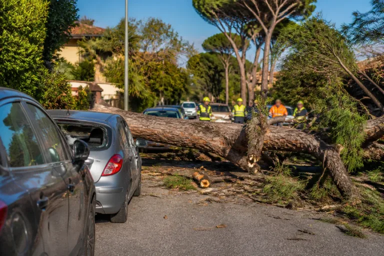 A Massa un albero crolla su via Donizetti: strada chiusa, auto danneggiate e tanta paura