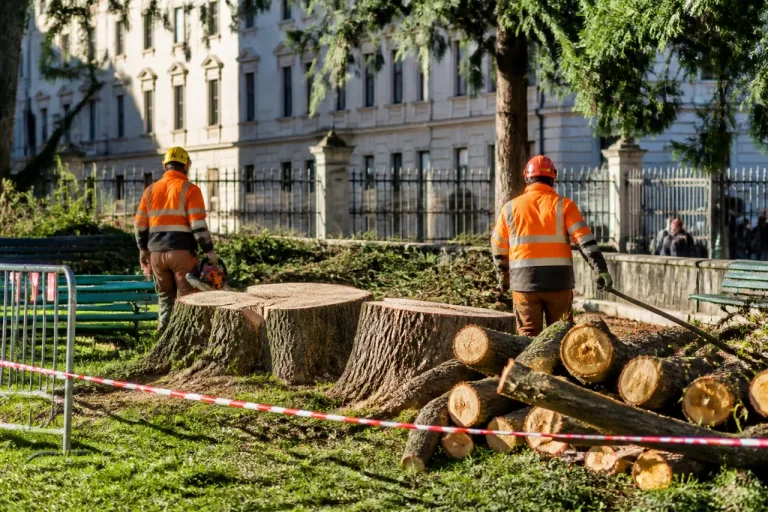 A Varese motoseghe in azione: abbattuti i cedri secolari nel giardino del centro