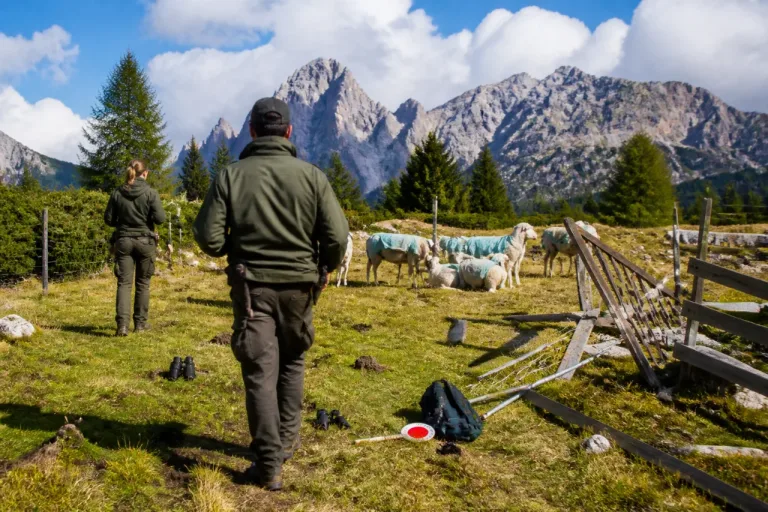 Abbattuto un lupo a Marebbe dopo ripetuti attacchi al bestiame