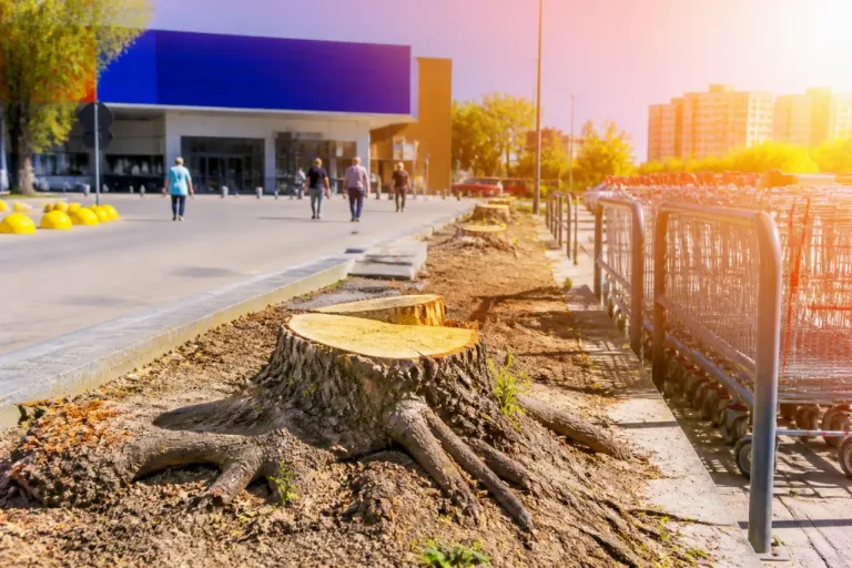 Alberi tagliati al piazzale Unes: si apre il dibattito su ruolo dei privati nella riforestazione urbana