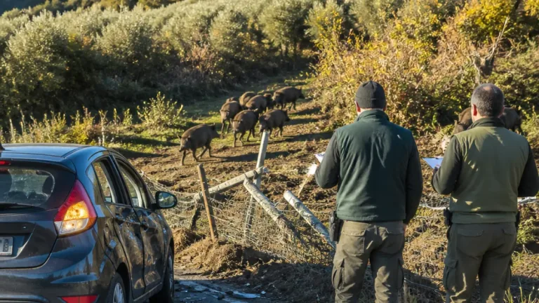 Arezzo prima in Toscana per risarcimenti: emergenza danni da fauna selvatica