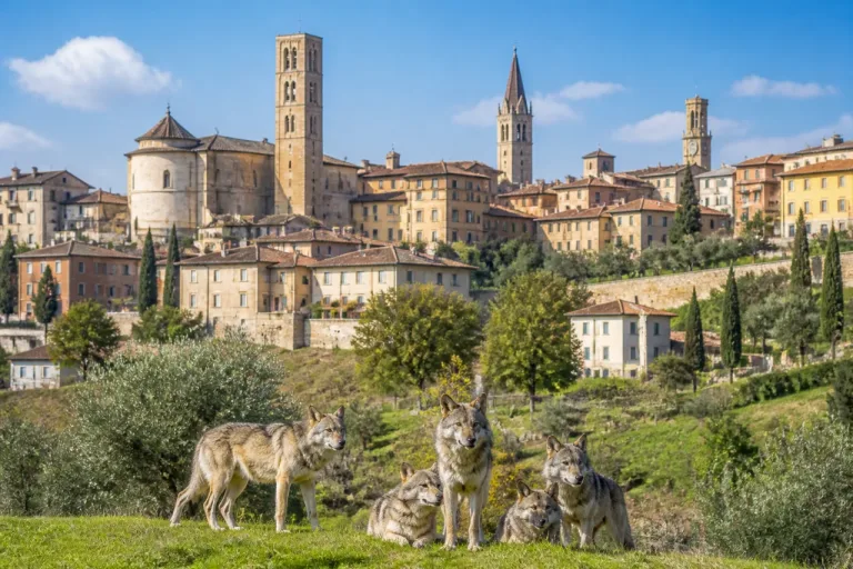 Arezzo, si scioglie il Comitato “Emergenza Lupo”: tre anni e mezzo di iniziative
