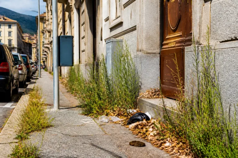 Biella, marciapiedi invasi dalle erbacce: cittadini segnalano degrado in più vie