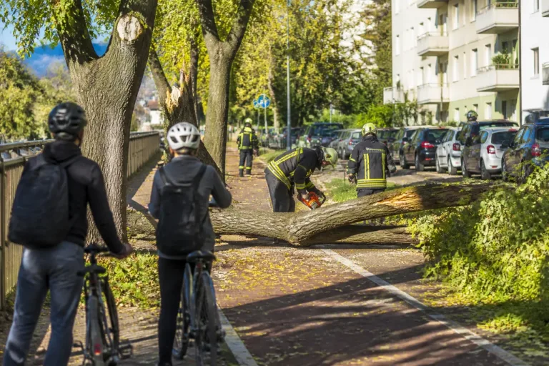 Bolzano: rami si spezzano sulla ciclabile di via Genova, sfiorata la tragedia