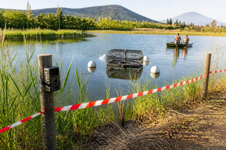 Caccia al coccodrillo nel lago di Masiano: perimetro in sicurezza e trappole in azione