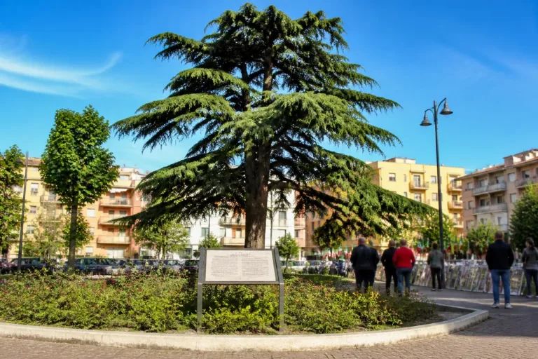 Catanzaro: il ‘Pino di Gagliano’ riconosciuto tra gli alberi monumentali della Calabria