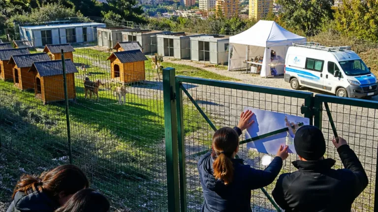 Catanzaro, le associazioni chiedono un'«Oasi» per i randagi: appello a Comune e Regione