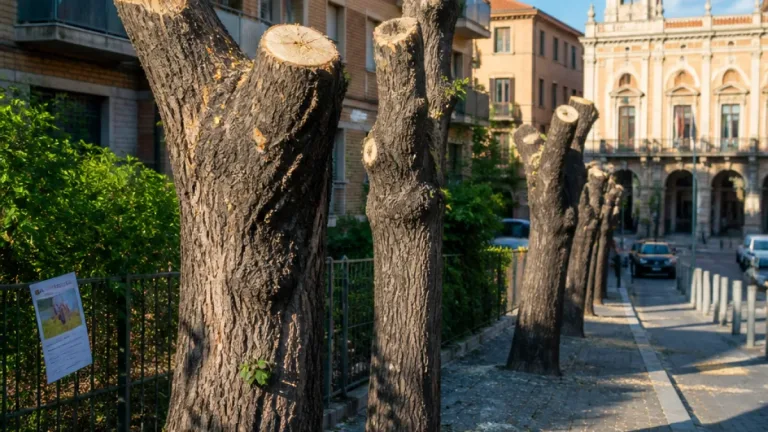 Chieti, Italia Nostra denuncia le capitozzature: rischio per alberi e qualità urbana