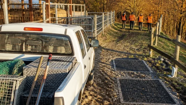 Cuneo alza la guardia sulla Peste Suina Africana: potenziati incentivi per il controllo dei cinghiali