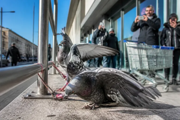 Livorno, polemica per i piccioni legati a una struttura in via Fabio Filzi