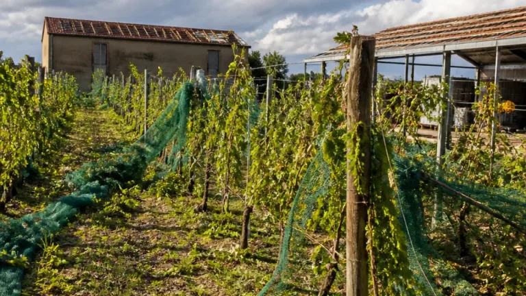 Maltempo: danni pesanti alle campagne ravennati, Coldiretti avvia la ricognizione