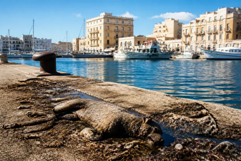 Palermo, carcassa di cane alla Cala: rimpallo di competenze blocca la rimozione