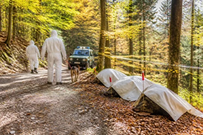 Peste suina africana: tre cinghiali positivi e ampliamento delle zone a rischio in provincia