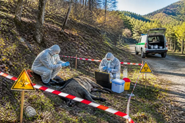 Peste suina: confermato un caso a San Marcello-Piteglio, allerta anche per Comano (MS)