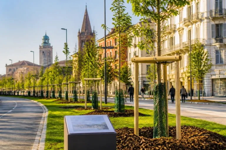 Piacenza punta sugli alberi: quasi 13mila nuove piantumazioni dal 2022