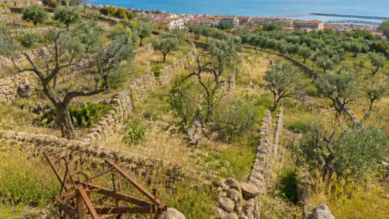 Quasi la metà degli oliveti liguri è abbandonata: allarme anche nell'imperiese