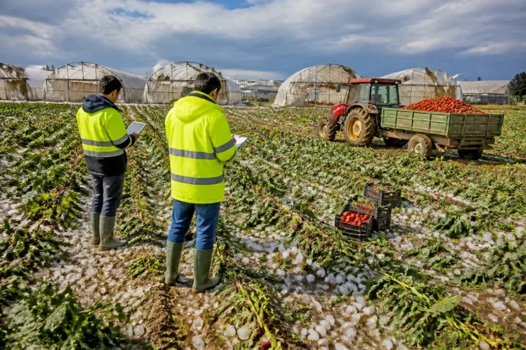 Regione chiede lo stato di calamità per la grandinata di aprile: Cerignola tra le zone più danneggiate