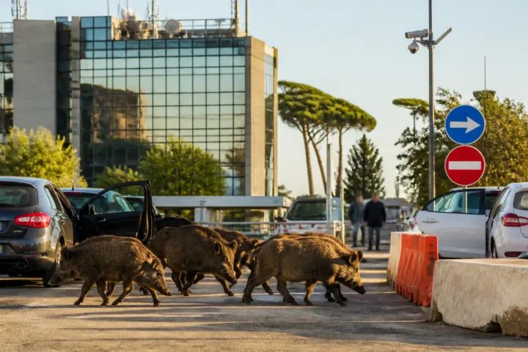 Roma, cinghiali avvistati a Saxa Rubra: animali in un parcheggio vicino alla sede Rai