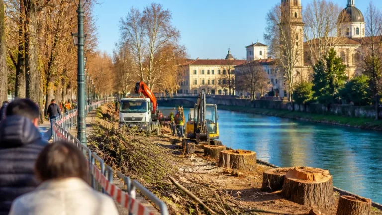 Treviso, alberi abbattuti sul Lungosile Mattei: residenti in allarme e istituzioni chiariscono