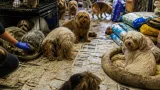 81 dogs seized from Kansas City, Kansas, home after rescuers find ‘horrific’ conditions