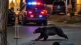 Another bear runs through Payson neighborhood as wildlife encounters rise in Utah County