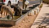 Extreme heat forces Arizona wildlife into neighborhoods as Game and Fish hauls water