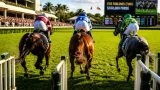 Hollywood weekend spotlight: Liberty Rings returns to turf in $100,000 Hollywood Beach