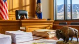 Montana, federal government drop lawsuit over Yellowstone bison plan as review proceeds