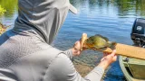 Morgantown Angler Sets New West Virginia Pumpkinseed Sunfish Record