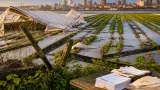Nearly $15M in federal aid available to Rhode Island farmers hit by recent extreme weather