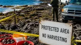 State board still negotiating settlement after more than 4,000 opihi seized from protected north Kona area