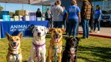 Subaru partnership brings pets, funding and free care to Albuquerque shelter adoptions