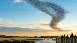 Thousands of tree swallows form a dramatic 'birdnado' over Parker River refuge