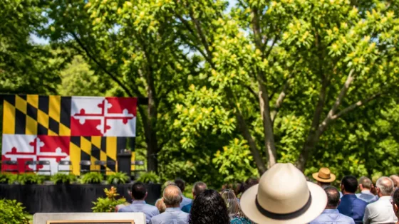 Baltimore names tuliptree as city’s new official tree, replacing invasive Callery pear