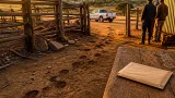 ATM urges Ramaphosa to create Eastern Cape task team as stock theft surges