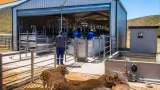Eastern Cape pours R1.4 million into Ngonyama shearing shed to lift wool production