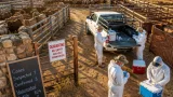 Free State records one new FMD case as province surpasses 1.66 million cattle vaccinations