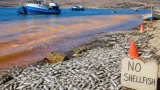 Mass pelagic fish deaths reported from Saldanha to Gansbaai as harmful algal bloom confirmed offshore