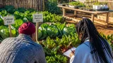 Mthatha pensioner turns backyard garden into source of food, income and training