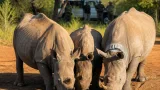 New research shows black rhinos are more social than once thought, with conservation implications