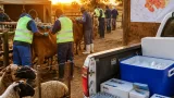 North West vaccinates more than 1.3 million animals as FMD response continues