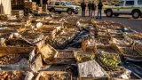 Officials report surge in succulent poaching — 375,673 plants seized in first half of 2026