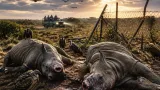 Poachers butcher dehorned rhino cow and calf at Kariega Game Reserve