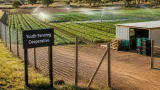 R3.8m irrigation package lets youth co-op in OR Tambo farm year‑round vegetables