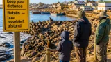 Rabies confirmed in Cape fur seals: authorities warn coastal communities after rising attacks
