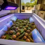 500 Partula snails shipped from US zoos to Tahiti in bid to rebuild wild populations