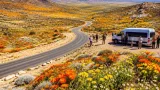 Springbok at the centre of Namaqualand's seasonal wildflower display